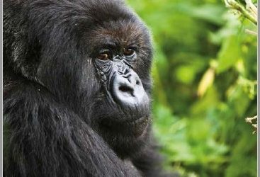 Sur la piste des grands singes, exposition du 12 au 30 avril